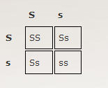 Punnett Square